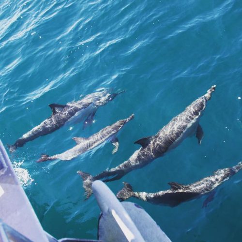 dolphins