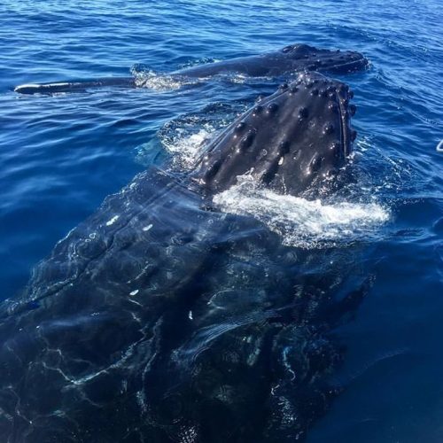 humpback
